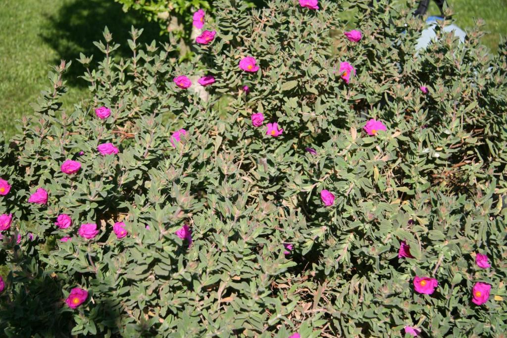 Les Hibiscus Bed & Breakfast Maisons-Laffitte Luaran gambar